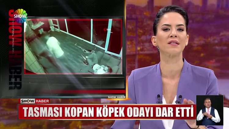 Tasması kopan köpek odayı dar etti