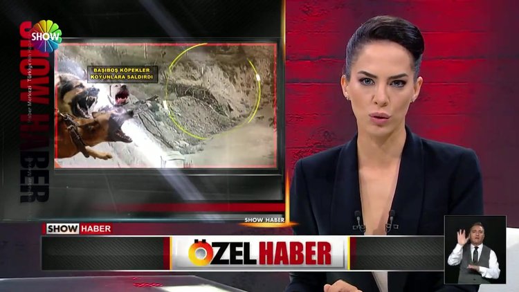 Köpekler koyunlara kurt gibi saldırdı