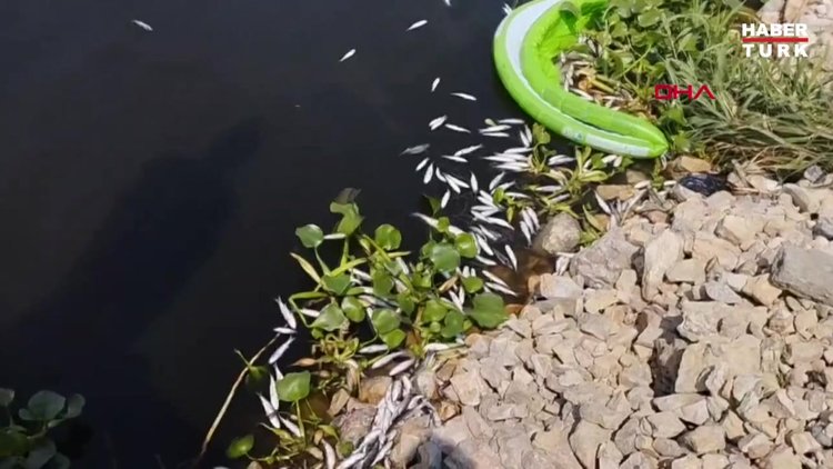 Hatay'da Asi Nehri'nde toplu balık ölümleri