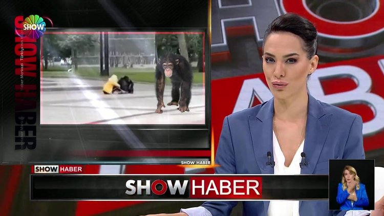 İnatçı şempanze krizi