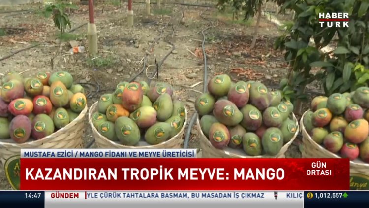 Kazandıran tropik meyve: Mango