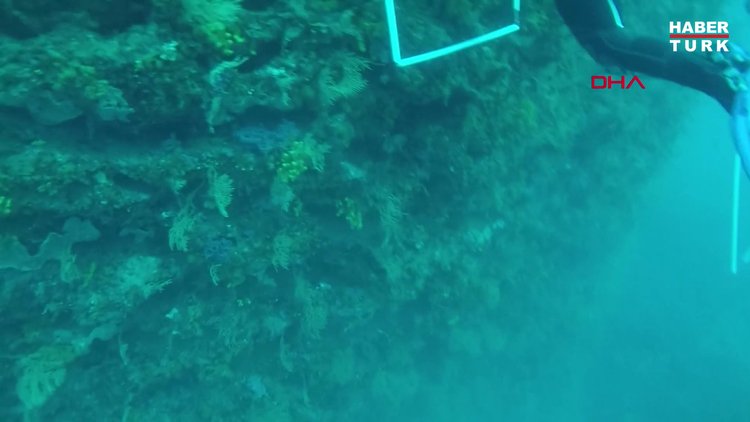 7 deniz canlısının daha avlanması ve satışına yasak