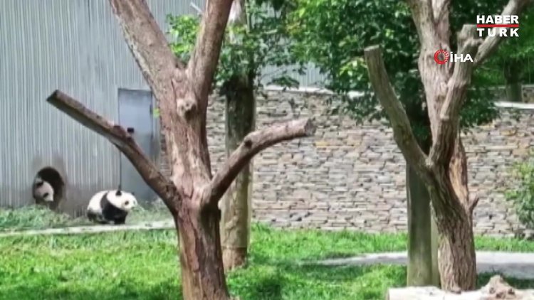 Çin'deki depremde anne panda ve yavrularının kaçtığı anlar görüntülendi
