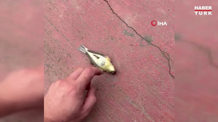 Kuşu kalp masajıyla kurtardı
