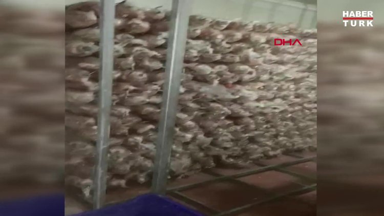 Kokoreç imalathanesinde çekilen görüntülere inceleme başlatıldı