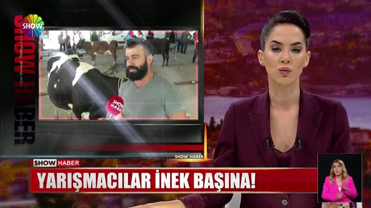 Yarışmacılar inek başına!