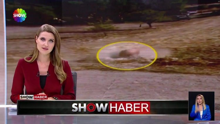 Boğayla şaka olmaz