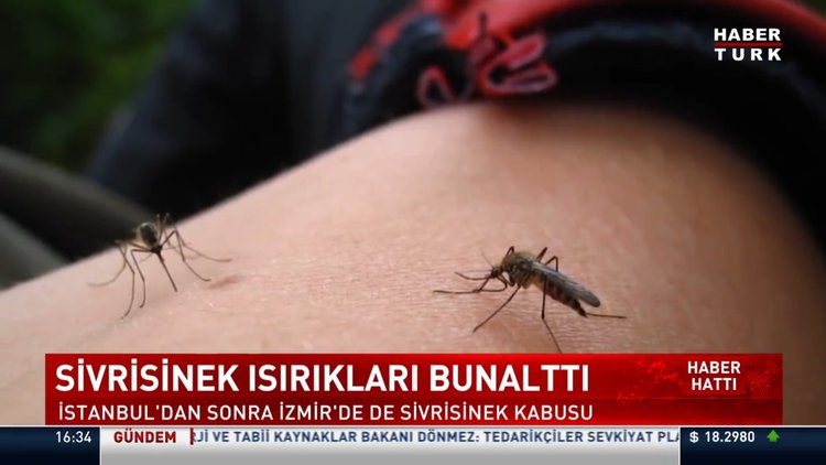 Sivrisinek ısırığından hastaneye başvurular arttı