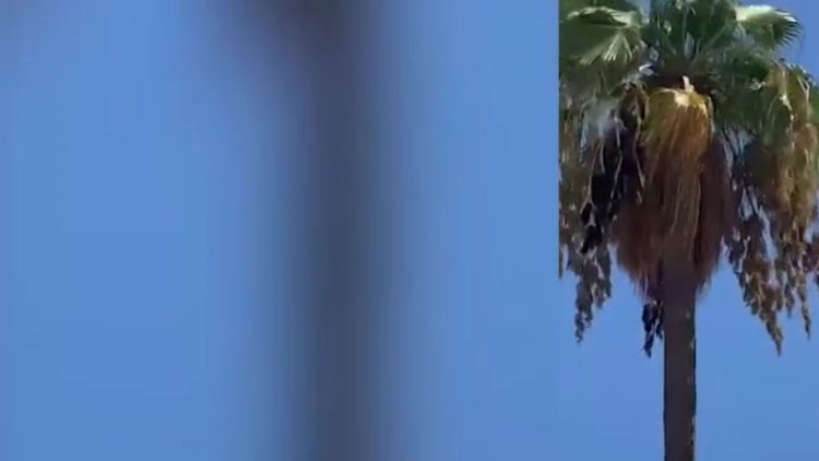 Marmaris'te orman yangını