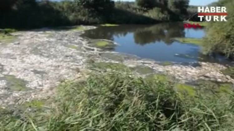 Bakırçay'da binlerce ölü balık kıyıya vurdu