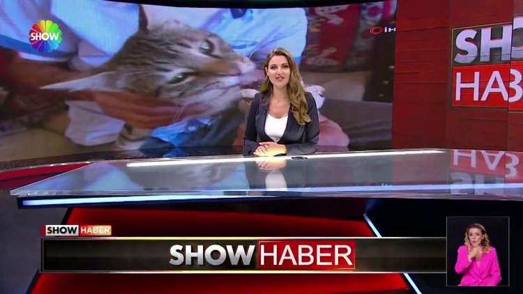 Dondurma aşığı kedi