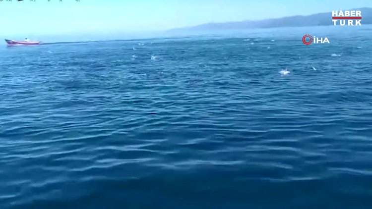 Balıkların deniz üstündeki hareketleri böyle görüntülendi