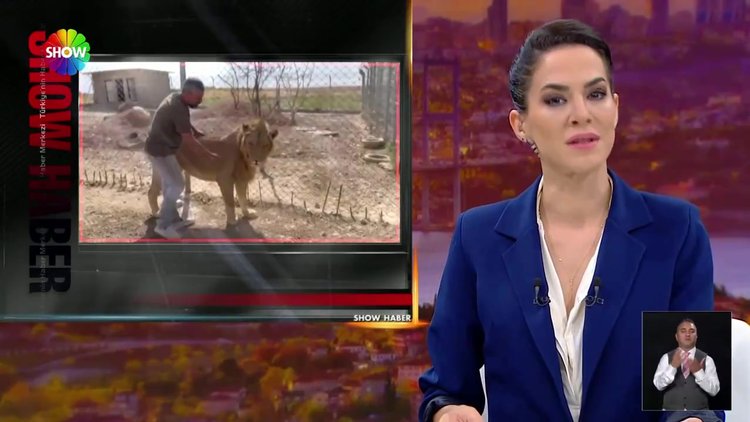 En yakın dostları aslanlar