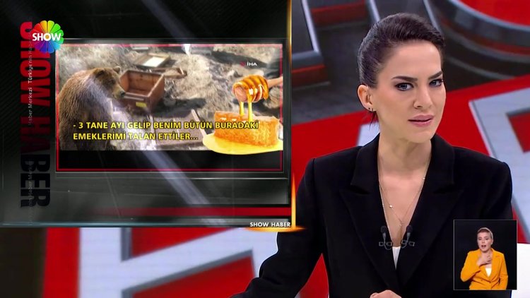 Ayı ailesi bal ziyafeti çekti