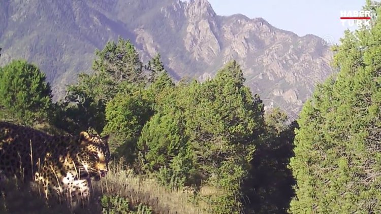 Anadolu leoparı bir kez daha görüntülendi
