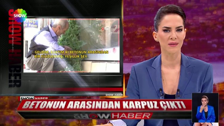 Betonun arasından karpuz çıktı