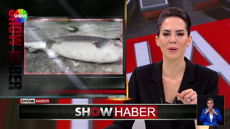 500 kiloluk köpek balığı tuttu!