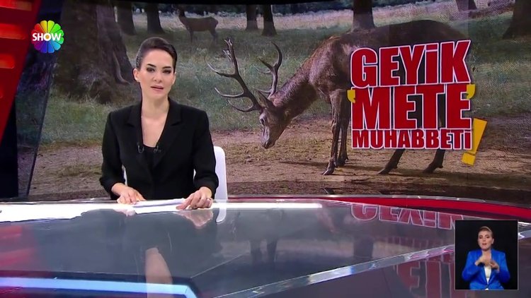 Firari geyik bulundu!