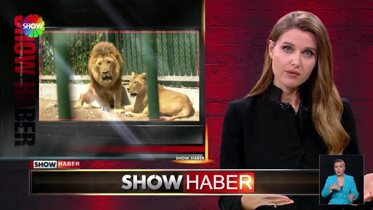Mühürlü hayvanat bahçesine kaçak giriş iddiası