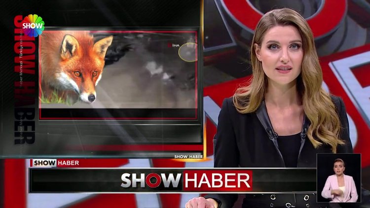 Kurnaz tilkiler av peşinde!