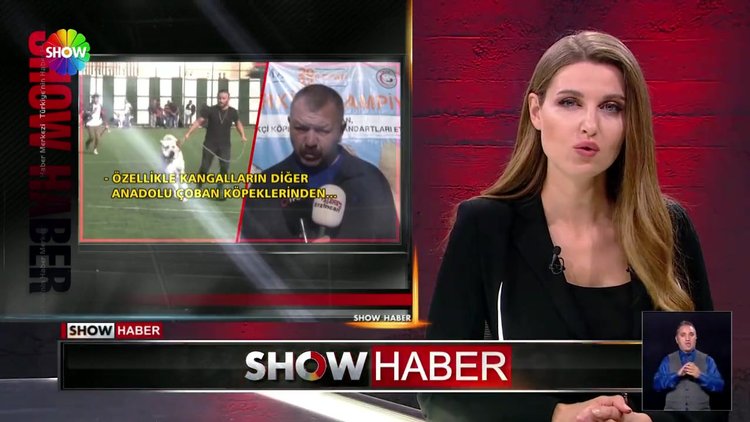 Çoban köpekleri podyuma çıktı