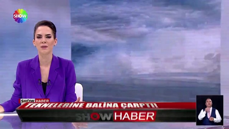 Teknelerine balina çarptı!