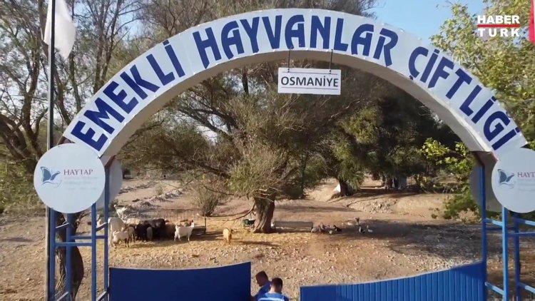 Emekli Hayvanlar Çiftliği orman yangınlarından kurtarılan canlılara yuva oldu