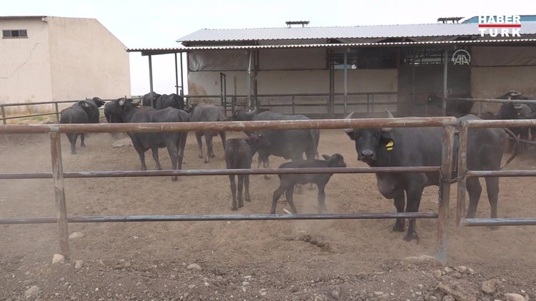 İtalyan mandasından Anadolu mandasına nakledilen embriyoyla ilk yavru elde edildi