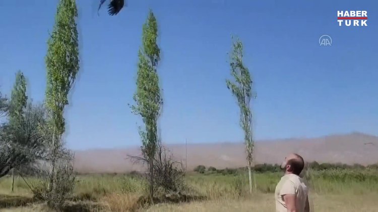 Türkiyede 12 çift olduğu değerlendirilen bozkır kartalının sayısı yürütülen çalışmalarla artırılacak
