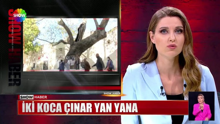 İki koca çınar yan yana