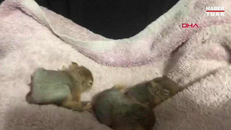 Yavru sincaplara, köpek Zeyna annelik yapıyor