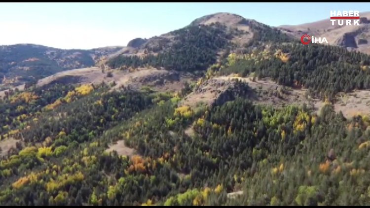 Sarıkamış ormanlarında renk cümbüşü