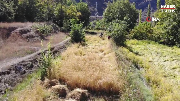Artvin'de çeltik hasadı geleneksel yöntemlerle yapılıyor