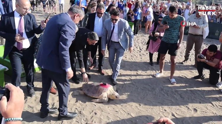 Deniz kaplumbağaları özgürlüğe kulaç attı