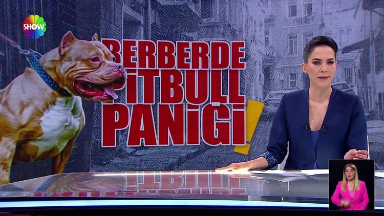 Berberde pitbull paniği!