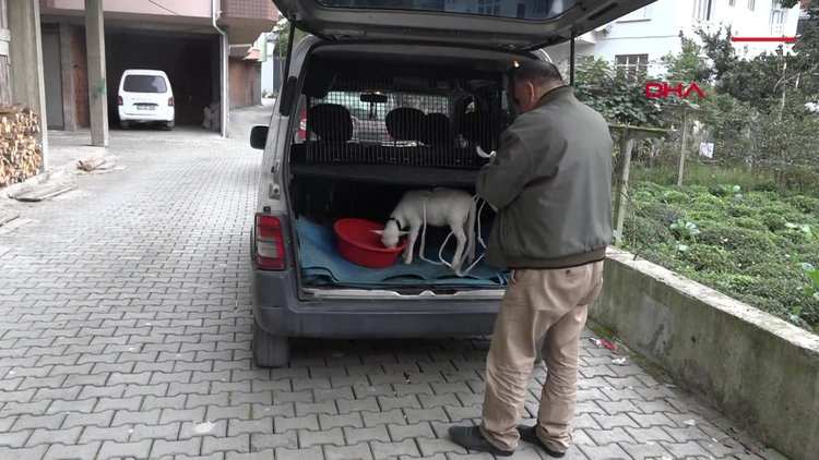 Annesiz kalan ikiz kuzulara evde 'sıcak yuva'