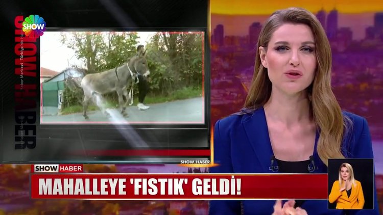Mahalleye 'fıstık' geldi!