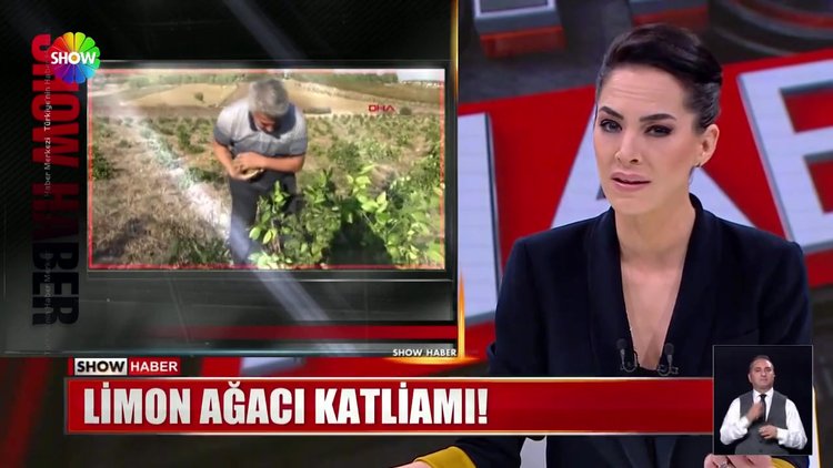 600 ağacı köklerinden kestiler