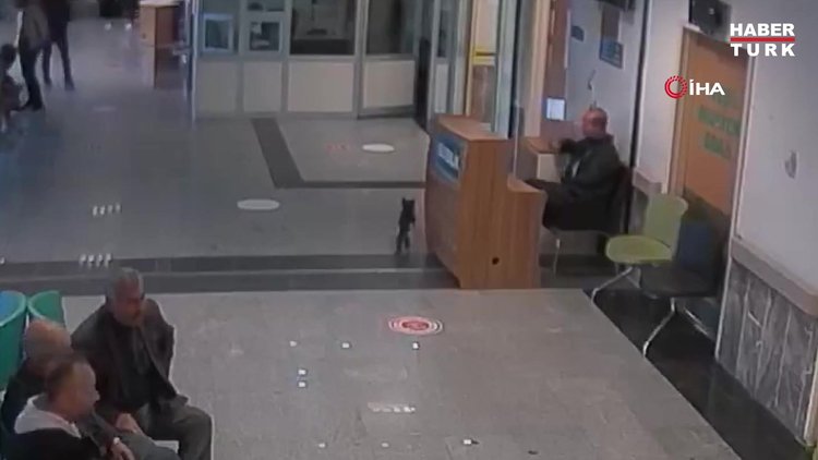 Ayağı kırılan kedi acil servisin yolunu tuttu