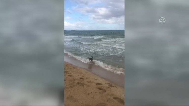 Tekirdağ'da deniz kıyısında karaca yavrusu görüntülendi