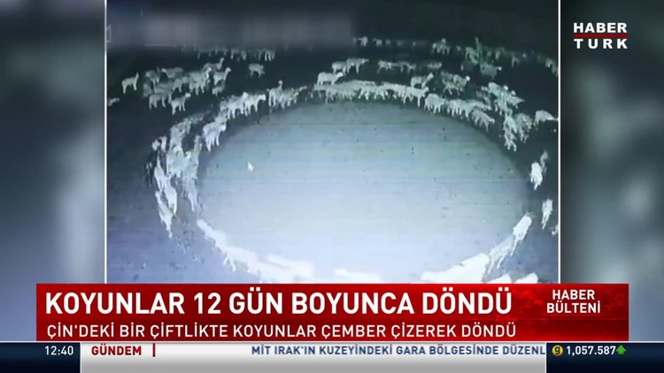 Koyunlar 12 gün boyunca döndüler