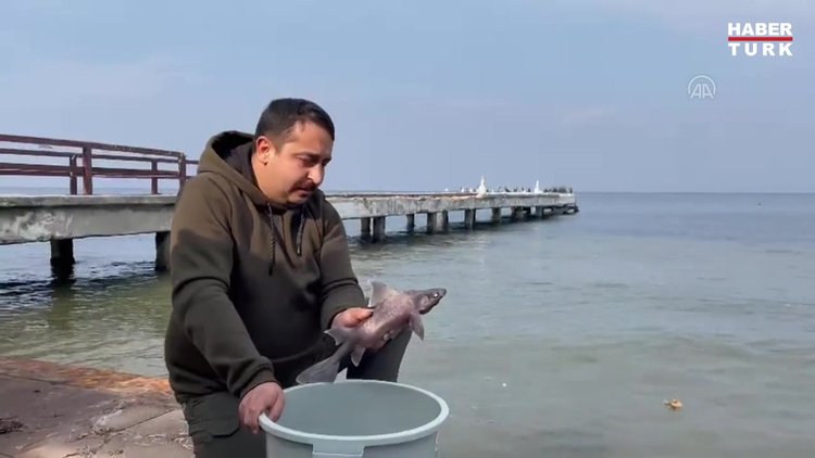 Yalova'da balıkçının oltasına domuz köpek balığı takıldı