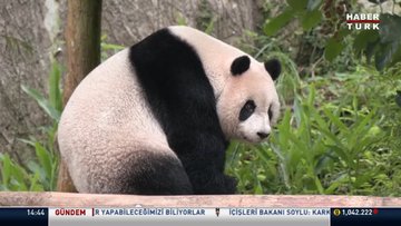 Çinin Tayvan'a hediyesi olan Tuan Tuan uyutuldu