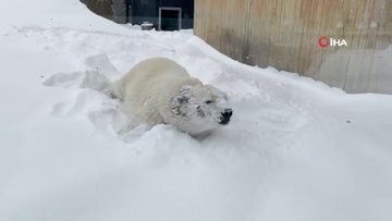 ABD’de kutup ayısının kar keyfi