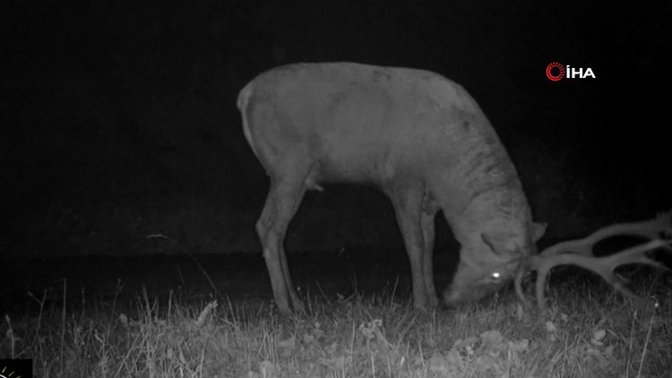 Bursa'da kızıl geyiklerin yaban hayatı fotokapana yansıdı