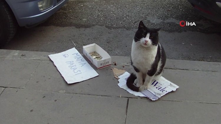 Bu kedi mama parası biriktirmek için kaldırımda bekliyor