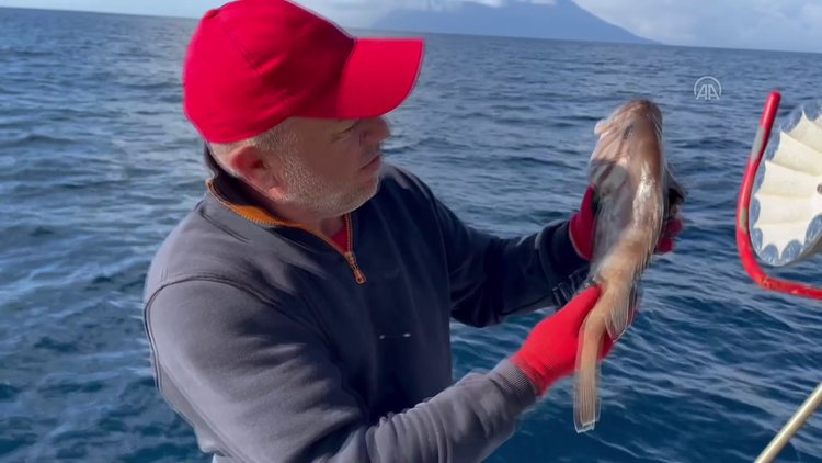 Balıkçının oltasına ak lagos balığı takıldı