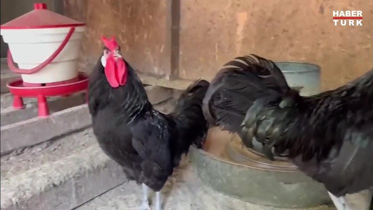 Gerze Hacı Kadı horozu