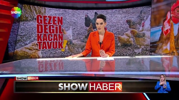 Tavuklar firarda!