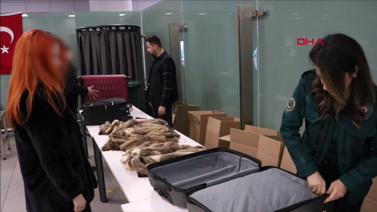 İstanbul Havalimanı'nda bin 200 samur postu ele geçirildi